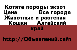 Котята породы экзот › Цена ­ 7 000 - Все города Животные и растения » Кошки   . Алтайский край